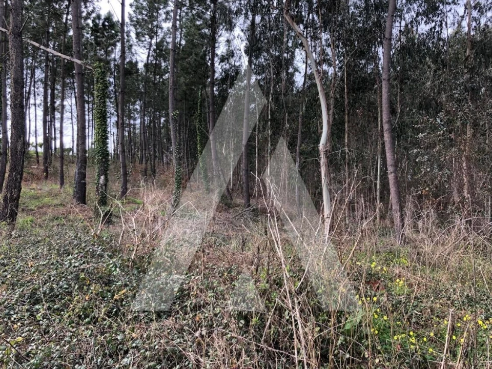 Terreno para Venda em Belazaima do Chão, Castanheira do Vouga e Agadão Foto 4
