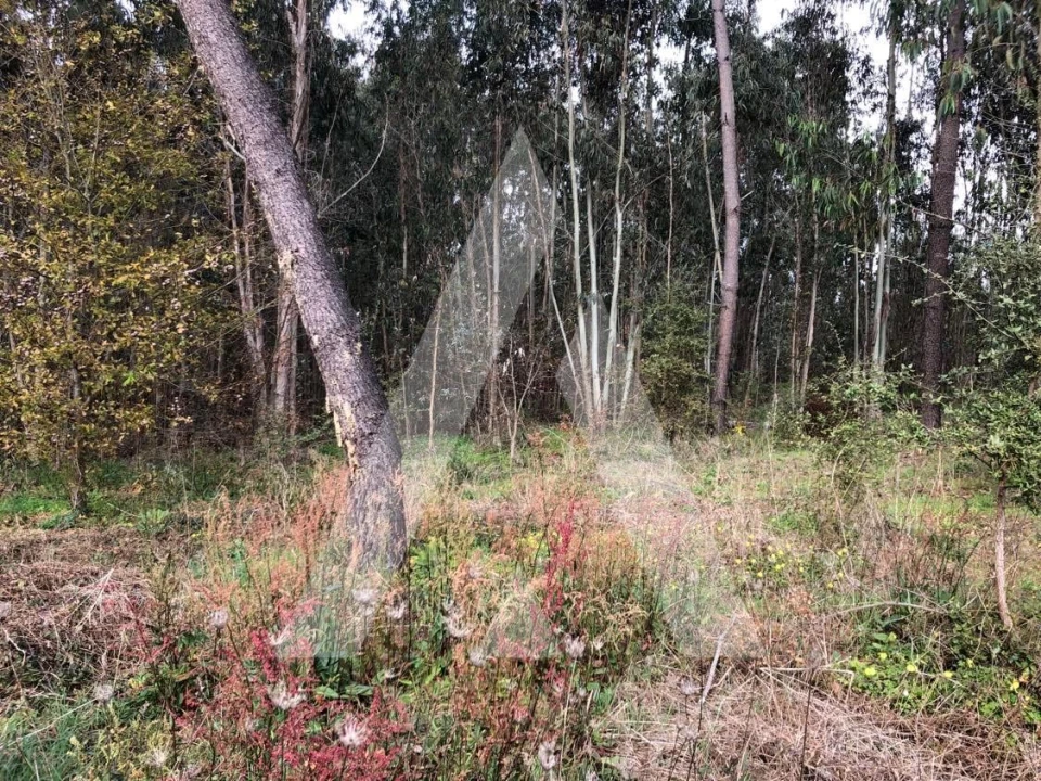Terreno para Venda em Belazaima do Chão, Castanheira do Vouga e Agadão Foto 5