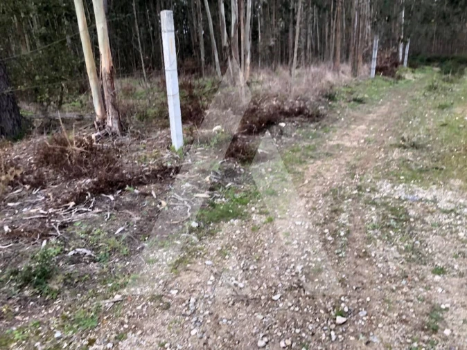 Terreno para Venda em Belazaima do Chão, Castanheira do Vouga e Agadão Foto 1