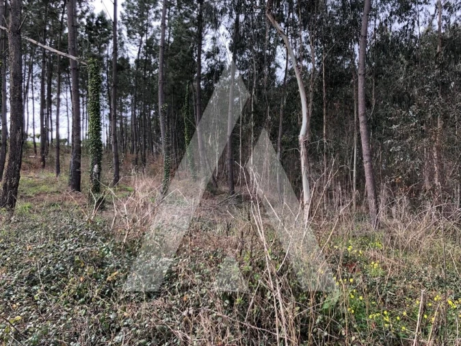 Terreno para Venda em Belazaima do Chão, Castanheira do Vouga e Agadão Foto 4