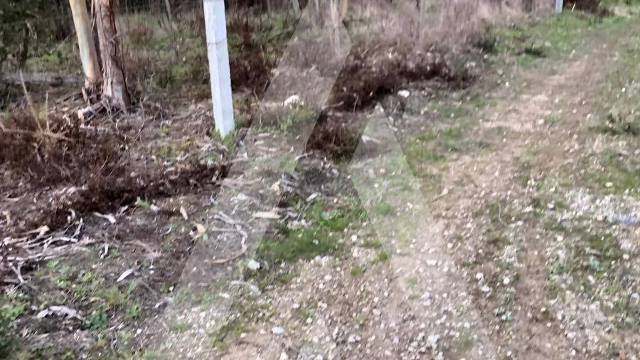 Terreno para Venda em Belazaima do Chão, Castanheira do Vouga e Agadão