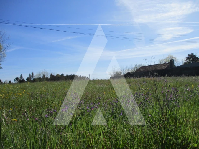 Terreno para Venda em Bustos, Troviscal e Mamarrosa Foto 2