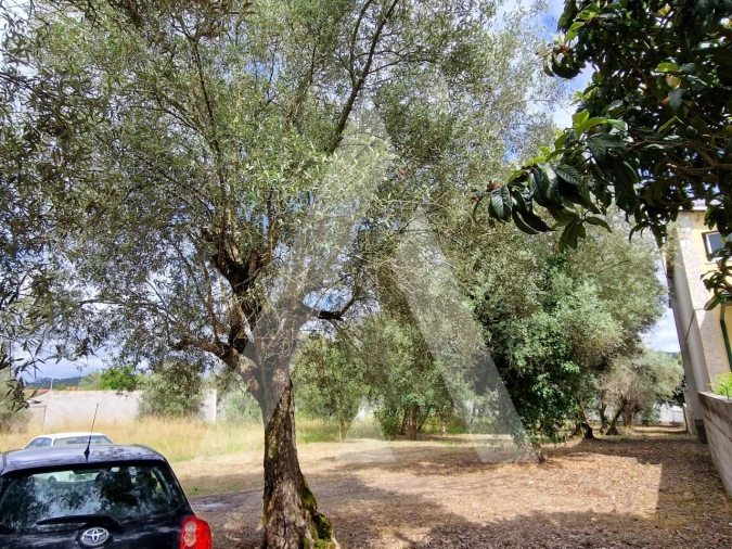 Terreno para Venda em Souto da Carpalhosa e Ortigosa Foto 3