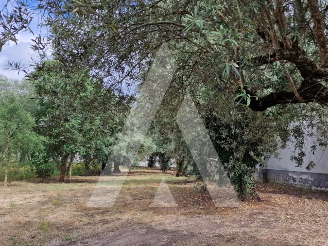 Terreno para Venda em Souto da Carpalhosa e Ortigosa Foto 5