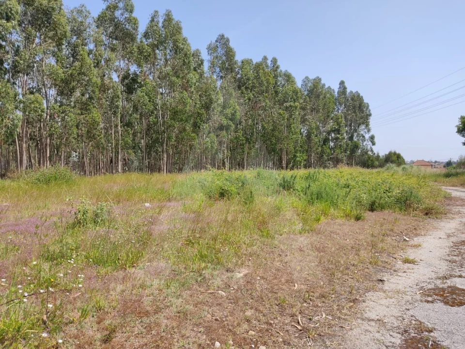 Terreno para Venda em Beduído e Veiros Foto 4