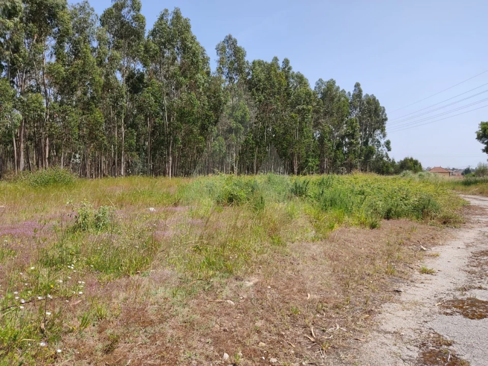 Terreno para Venda em Beduído e Veiros Foto 5
