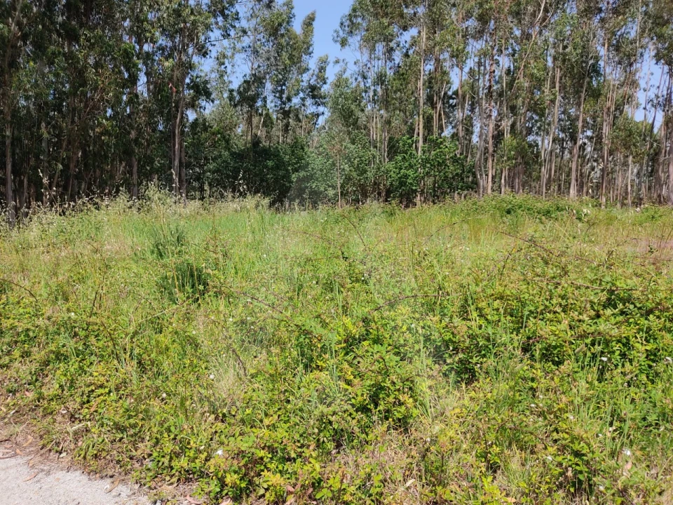 Terreno para Venda em Beduído e Veiros Foto 10