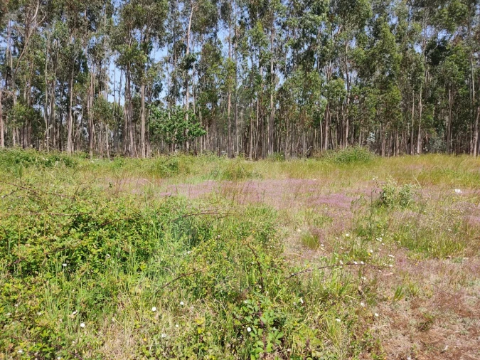 Terreno para Venda em Beduído e Veiros Foto 9