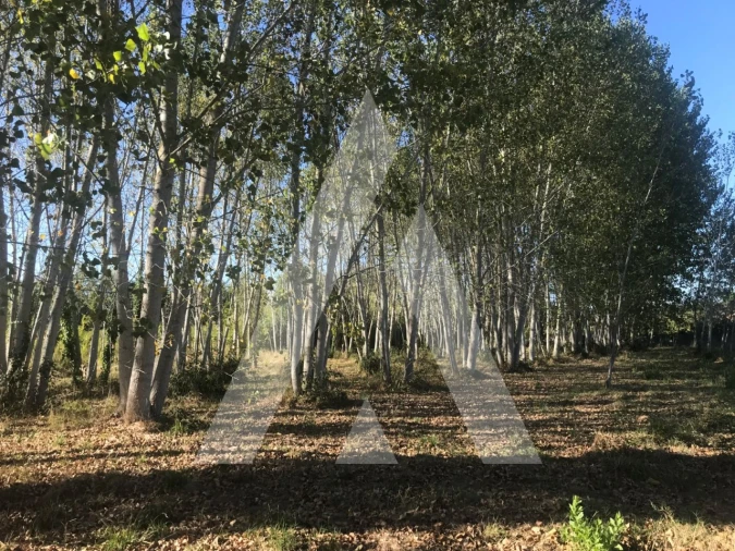 Terreno para Venda em Tamengos, Aguim e Óis do Bairro Foto 4