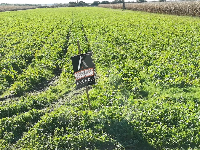 Terreno para Venda em Gafanha da Boa Hora Foto 9