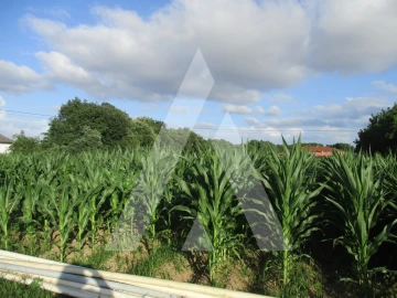 Terreno para Venda em Bustos, Troviscal e Mamarrosa