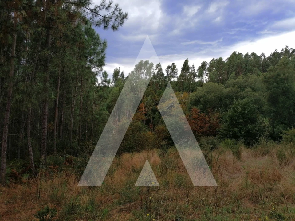 Terreno para Venda em Macinhata do Vouga Foto 5