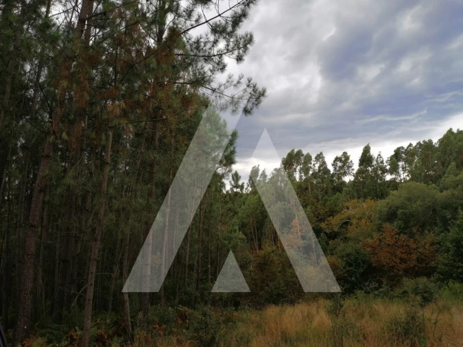 Terreno para Venda em Macinhata do Vouga Foto 1