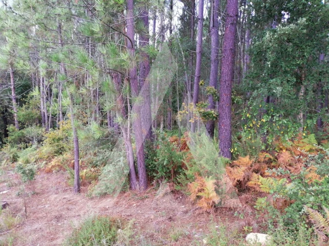 Terreno para Venda em Macinhata do Vouga Foto 2