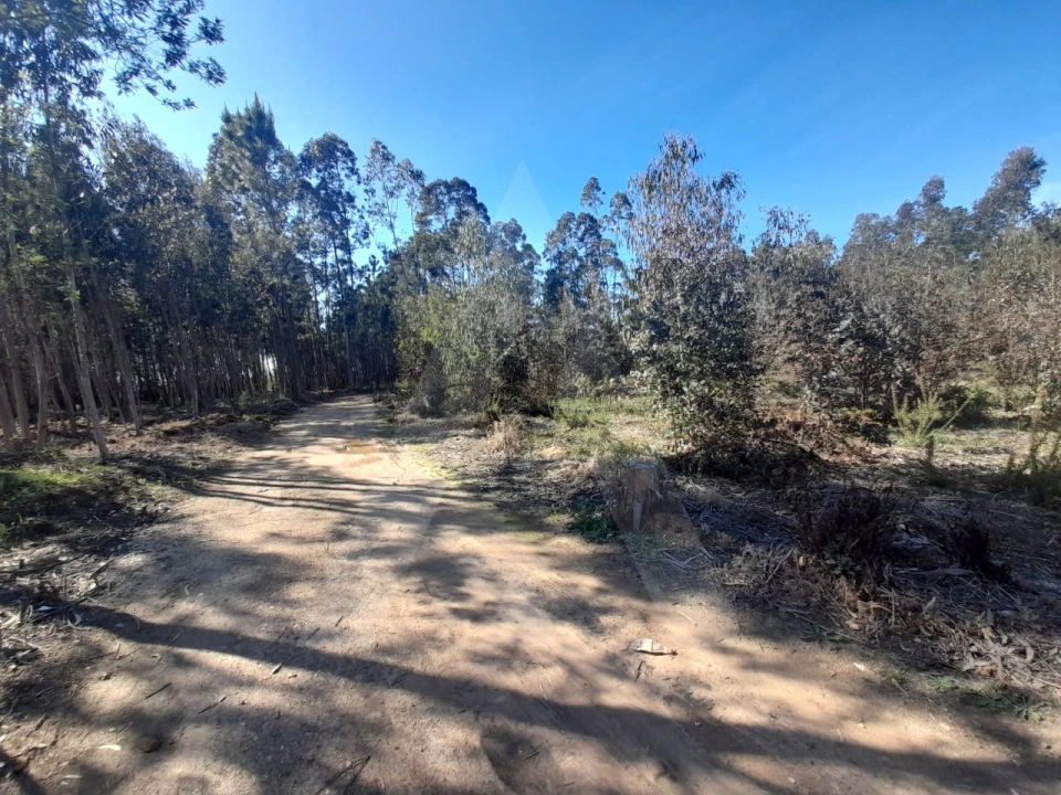 Terreno para Venda em Águeda e Borralha Foto 2