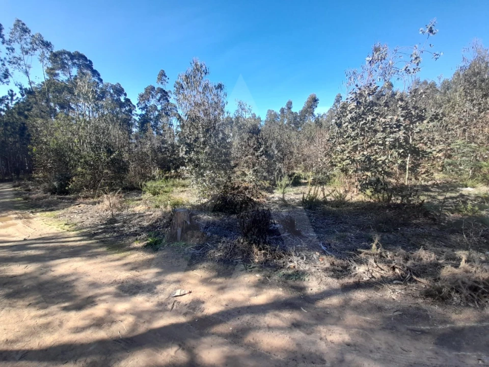 Terreno para Venda em Águeda e Borralha Foto 4