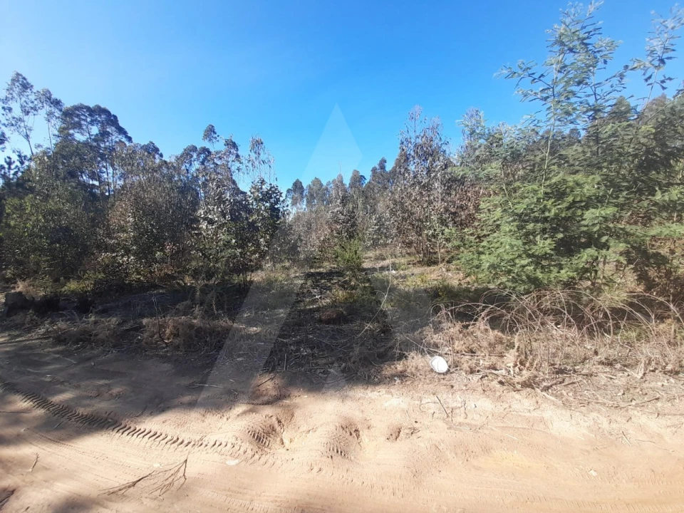 Terreno para Venda em Águeda e Borralha Foto 5