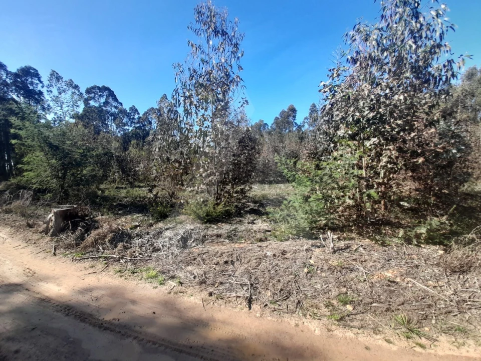 Terreno para Venda em Águeda e Borralha Foto 6