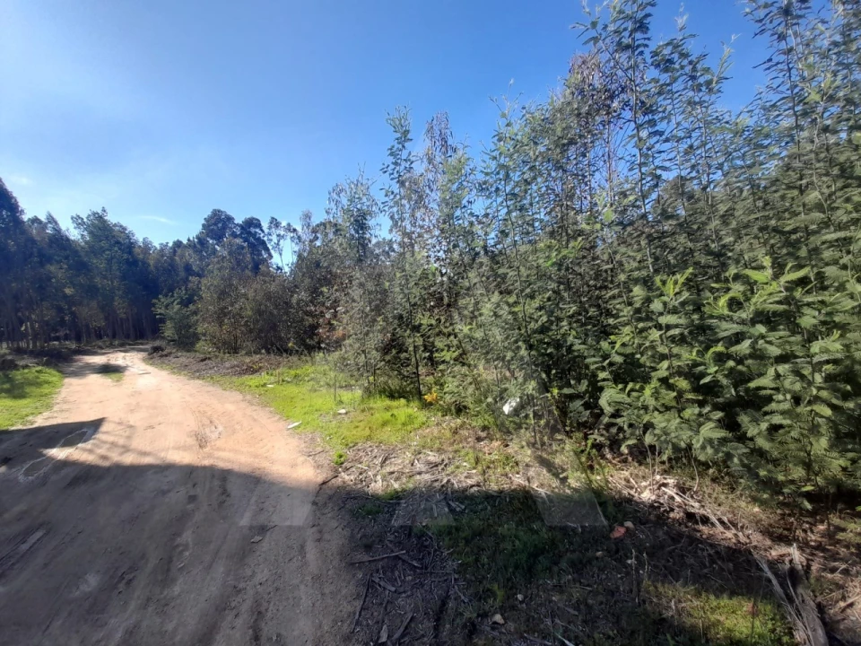 Terreno para Venda em Águeda e Borralha Foto 7