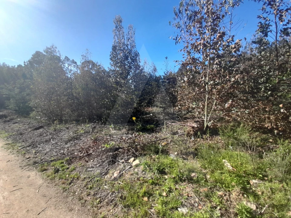 Terreno para Venda em Águeda e Borralha Foto 8