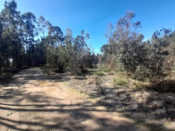 Terreno para Venda em Águeda e Borralha