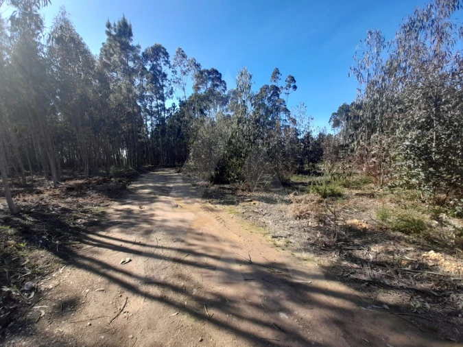 Terreno para Venda em Águeda e Borralha Foto 3