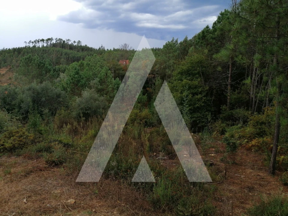 Terreno para Venda em Macinhata do Vouga Foto 2