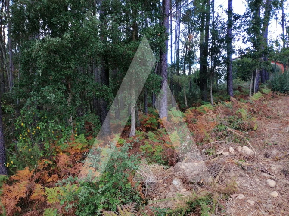 Terreno para Venda em Macinhata do Vouga Foto 3