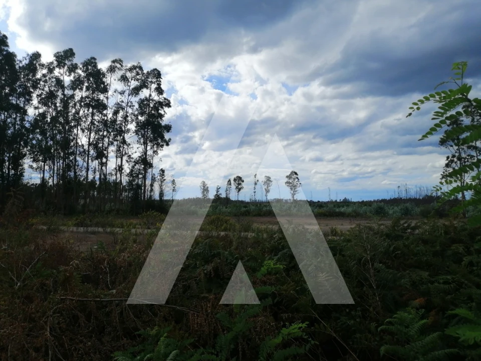 Terreno para Venda em Macinhata do Vouga Foto 3