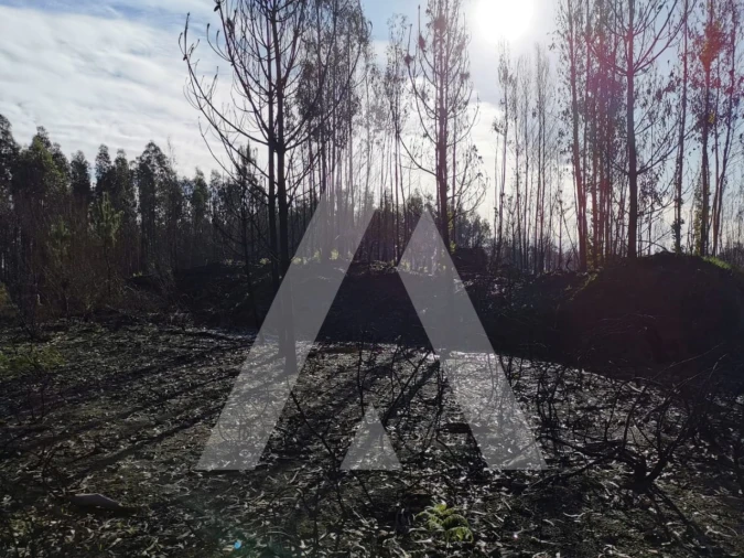 Terreno para Venda em Macinhata do Vouga Foto 2