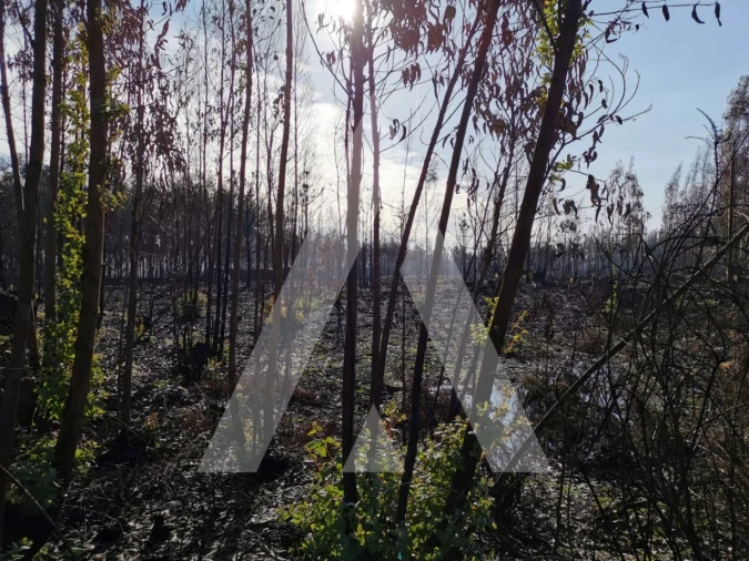 Terreno para Venda em Macinhata do Vouga Foto 3