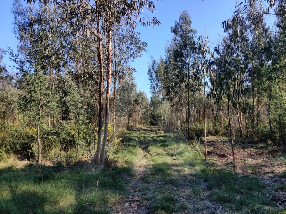 Terreno para Venda em Alquerubim Foto 1