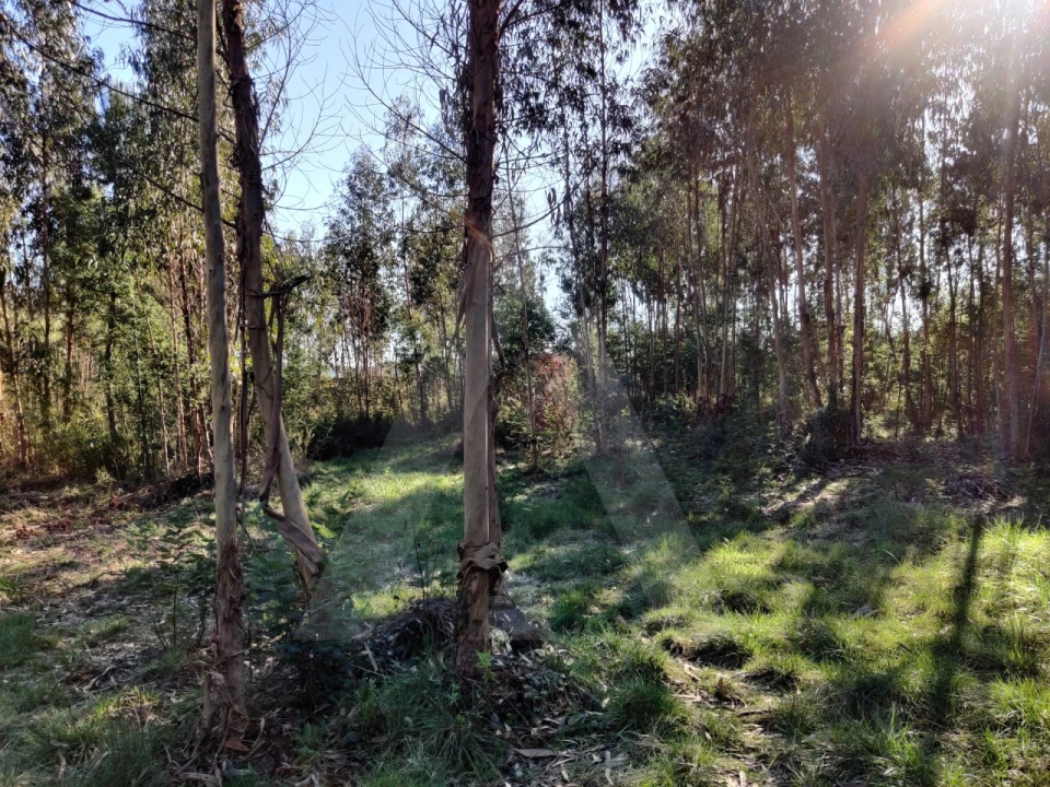Terreno para Venda em Alquerubim Foto 2