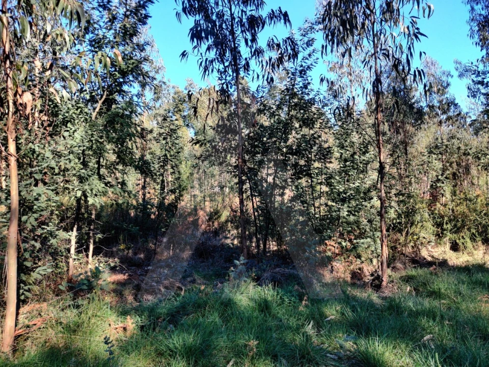 Terreno para Venda em Alquerubim Foto 3