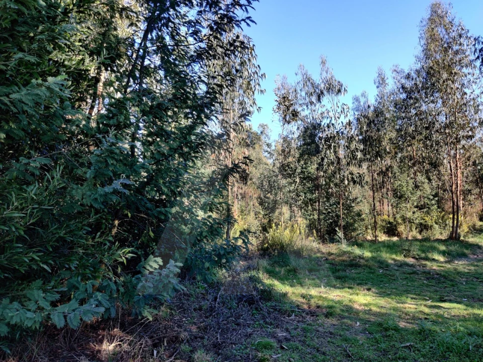 Terreno para Venda em Alquerubim Foto 6