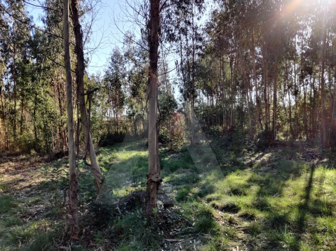 Terreno para Venda em Alquerubim Foto 2