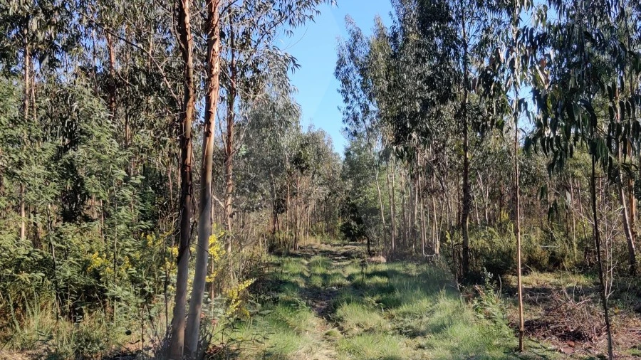 Terreno para Venda em Alquerubim