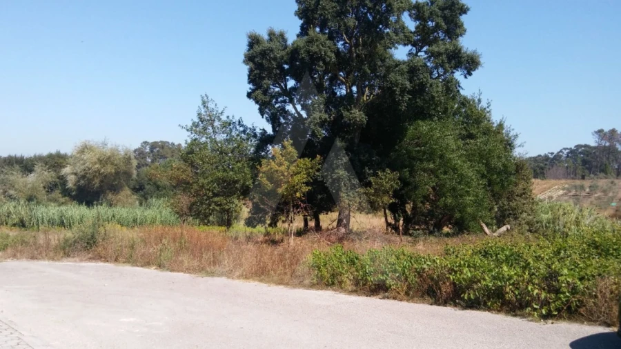 Terreno para Venda em Oiã Foto 5