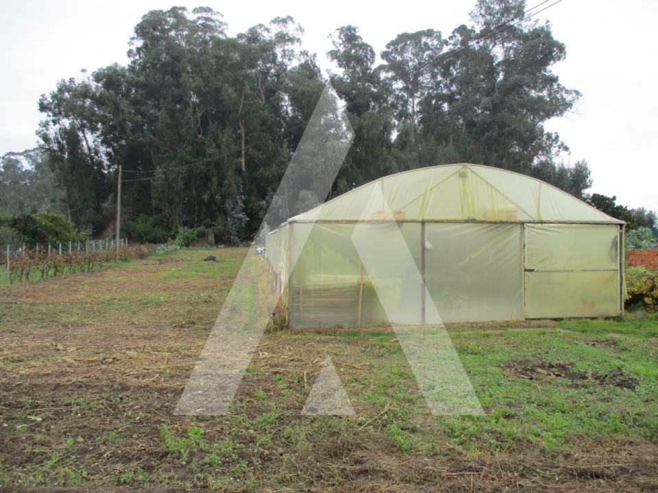 Terreno para Venda em Fermentelos Foto 1