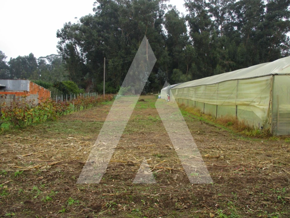 Terreno para Venda em Fermentelos Foto 2