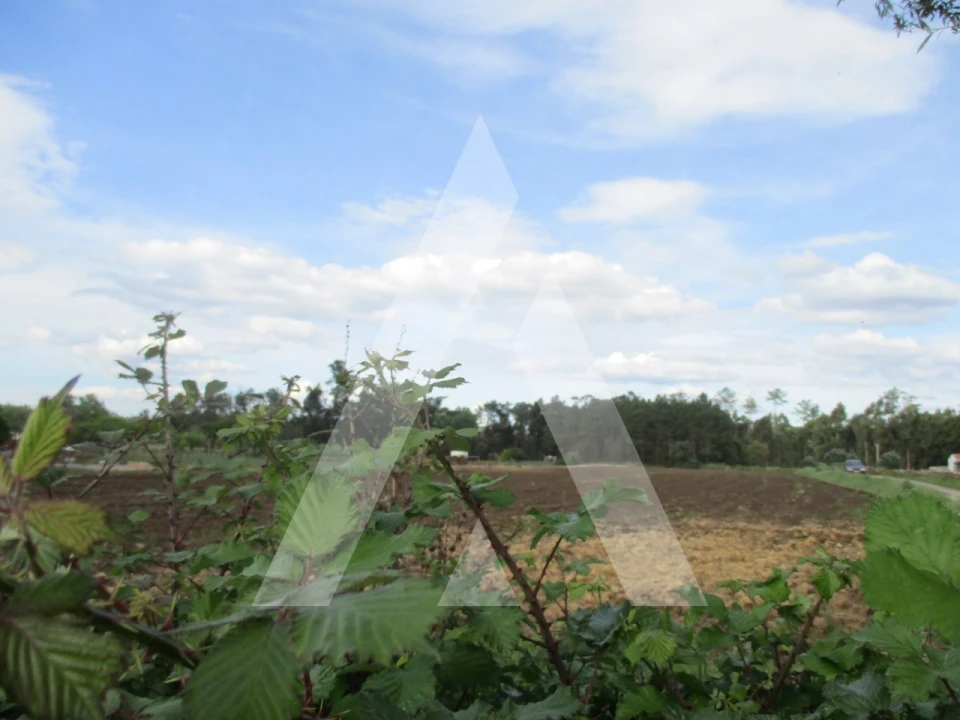 Terreno para Venda em Oiã Foto 6
