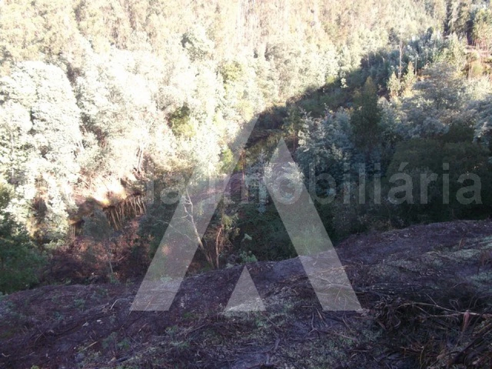 Terreno para Venda em Belazaima do Chão, Castanheira do Vouga e Agadão Foto 4