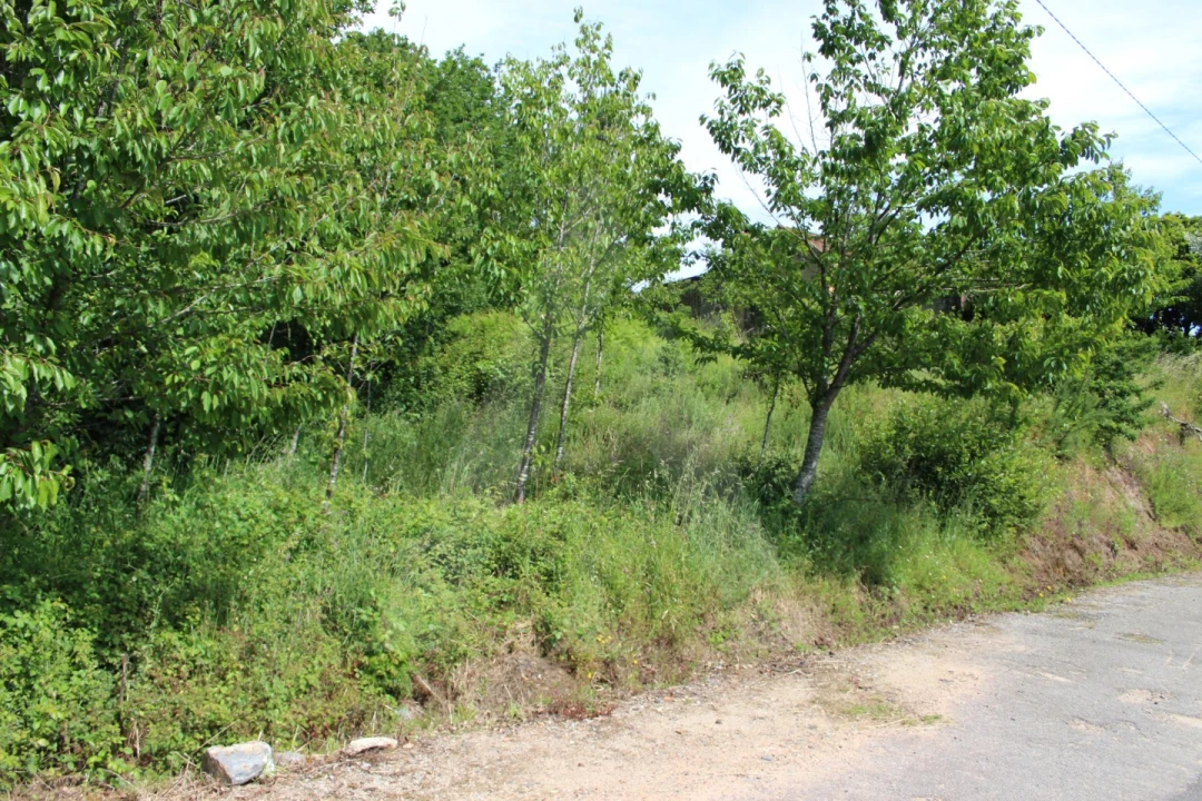 Terreno para Venda em Travassô e Óis da Ribeira Foto 3