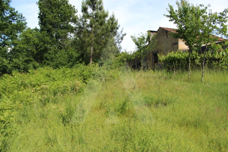 Terreno para Venda em Travassô e Óis da Ribeira Foto 4