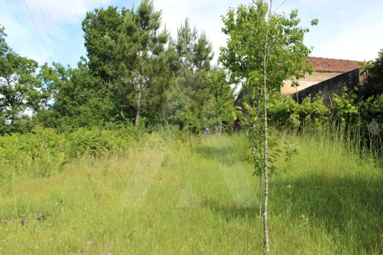 Terreno para Venda em Travassô e Óis da Ribeira Foto 5
