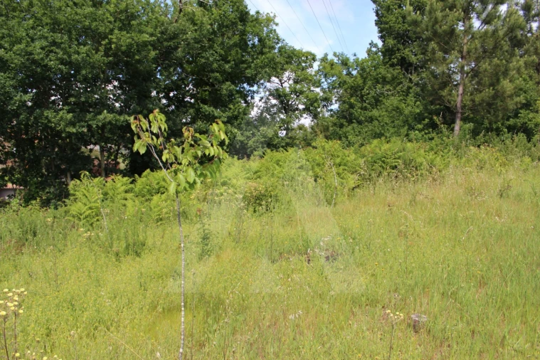 Terreno para Venda em Travassô e Óis da Ribeira Foto 6