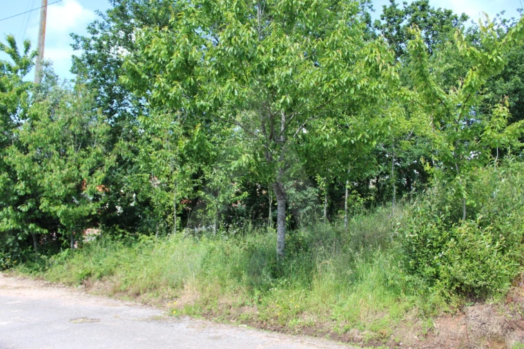 Terreno para Venda em Travassô e Óis da Ribeira Foto 18