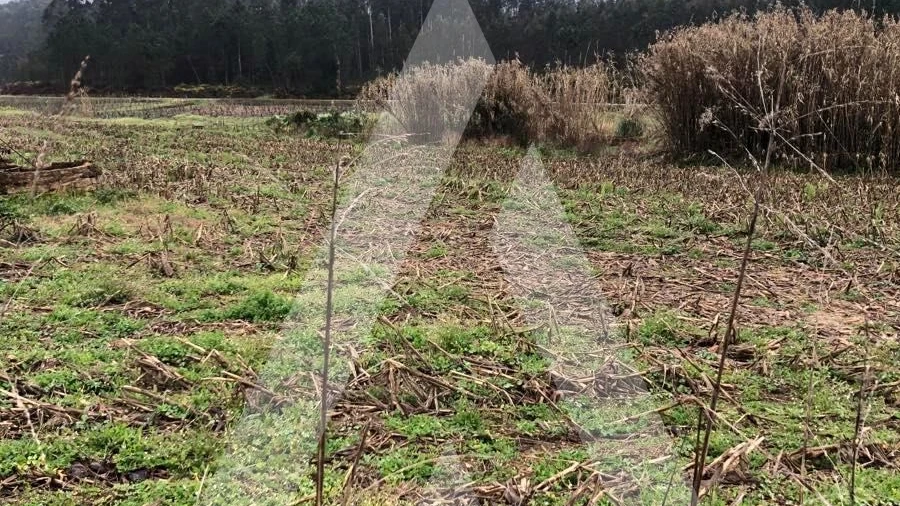 Terreno para Venda em Amoreira da Gândara, Paredes do Bairro e Ancas