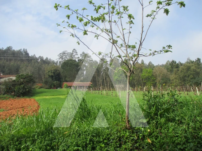 Terreno para Venda em Macinhata do Vouga Foto 3