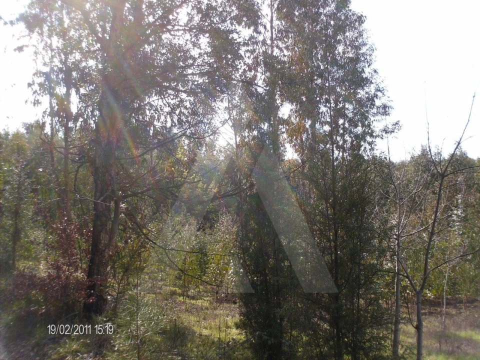 Terreno para Venda em Aguada de Cima Foto 4